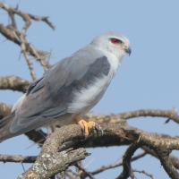 Kaniuk - Elanus caeruleus - Black-winged Kite