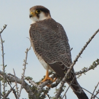 Sokół rudogłowy - Falco chicquera - Red-necked Falcon