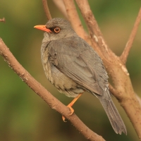 Drozd abisyński - Turdus abyssinicus - Ethiopian Thrush