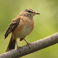 Drozdówka jasna - Cercotrichas leucophrys - White-browed Scrub Robin