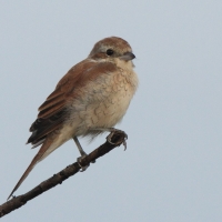Gąsiorek - Lanius collurio - Red-backed Shrike
