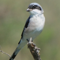 Dzierzba czarnoczelna - Lanius minor - Lesser Grey Shrike