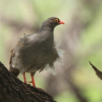 Szponiastonóg krasnodzioby - Pternistis adspersus - Red-billed Francolin