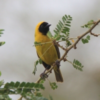 Wikłacz mały - Ploceus luteolus - Little Weaver