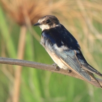 Jaskółka przylądkowa - Hirundo dimidiata - Pearl-breasted Swallow