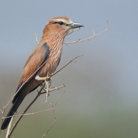 Kraska kreskowana - Coracias naevius - Rufous-crowned Roller