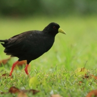 Kureczka czarna - Zapornia flavirostra - Black Crake