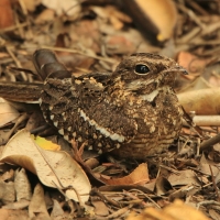 Lelek wysmukły - Caprimulgus clarus - Slender-tailed Nightjar