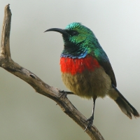 Nektarnik dwuwstęgi - Cinnyris mediocris - Eastern Double-collared Sunbird