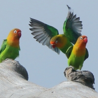 Nierozłączka rudogłowa - Agapornis fischeri - Fischer's Lovebird