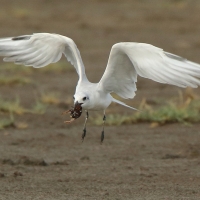 Rybitwa krótkodzioba - Gelochelidon nilotica - Gull-billed Tern