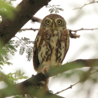 Sóweczka sawannowa - Glaucidium perlatum - Pearl-spotted Owlet