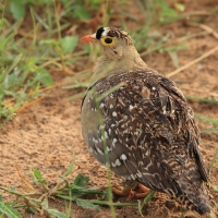 Stepówka dwuwstęgowa - Pterocles bicinctus - Double-banded Sandgrouse