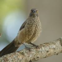 Tymal kroplisty - Turdoides jardineii - Arrow-marked Babbler