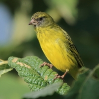 Afrokulczyk ciemnolicy - Crithagra hyposticta - East African Citril