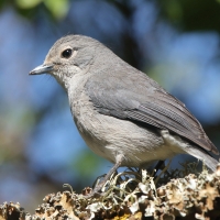 Mucharka białooka - Melaenornis fischeri - White-eyed Slaty Flycatcher