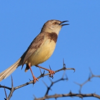 Prinia obrożna - Prinia flavicans - Black-chested Prinia