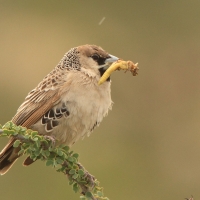 Tkacz - Philetairus socius - Sociable Weaver