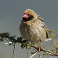 Wikłacz czerwonodzioby - Quelea quelea - Red-billed Quelea