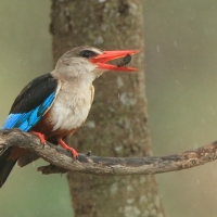Łowiec szarogłowy - Halcyon leucocephala - Grey-headed Kingfisher