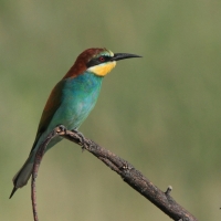Żołna - Merops apiaster - European Bee-eater