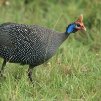 Perlica zwyczajna - Numida meleagris - Helmeted Guineafowl