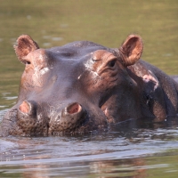 Hipopotam - Hippopotamus amphibius - Common hippopotamus
