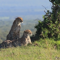 Gepard grzywiasty - Acinonyx jubatus - Cheetah