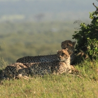 Gepard grzywiasty - Acinonyx jubatus - Cheetah