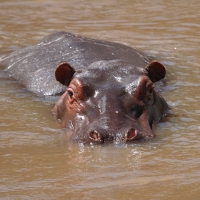 Hipopotam - Hippopotamus amphibius - Common hippopotamus