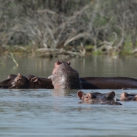 Hipopotam - Hippopotamus amphibius - Common hippopotamus