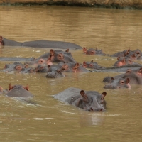Hipopotam - Hippopotamus amphibius - Common hippopotamus