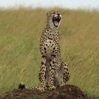 Gepard grzywiasty - Acinonyx jubatus - Cheetah