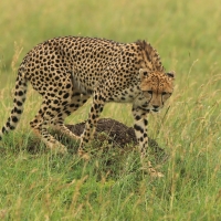 Gepard grzywiasty - Acinonyx jubatus - Cheetah