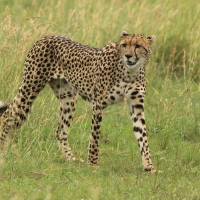Gepard grzywiasty - Acinonyx jubatus - Cheetah
