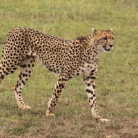 Gepard grzywiasty - Acinonyx jubatus - Cheetah