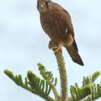 Pustułka zwyczajna - Falco tinnunculus - Common Kestrel