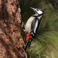 Dzięcioł duży - Dendrocopos major - Great Spotted Woodpecker