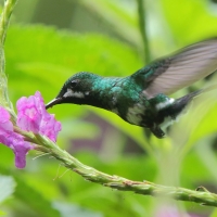 Kolcosterek zielony - Discosura conversii - Green Thorntail