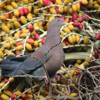Gołąbczak czerwonodzioby - Patagioenas flavirostris - Red-billed Pigeon