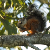 Wiewiórka zmienna - Sciurus variegatoides