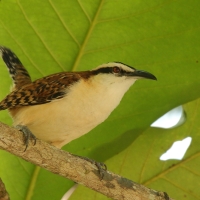 Strzyżyk rdzawokarkowy - Campylorhynchus rufinucha - Rufous-naped Wren