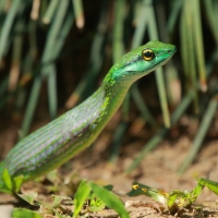 Wąż - Cope's Parrot Snake połykający żabę.