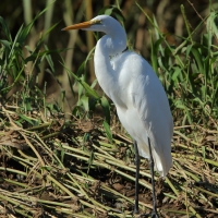 Czapla biała - Ardea alba - Western Great Egret