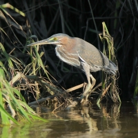 Czapla zielona - Butorides virescens - Green Heron