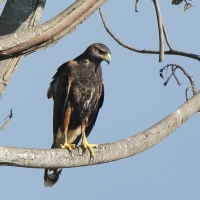 Myszołowiec towarzyski - Parabuteo unicinctus - Harris's Hawk