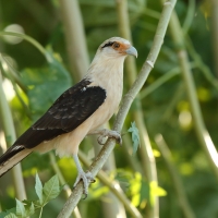 Karakara jasnogłowa - Milvago chimachima - Yellow-headed Caracara
