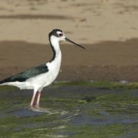 Szczudłak białobrewy - Himantopus himantopus mexicanus  - Black-necked Stillt