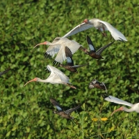 Ibis biały - Eudocimus albus - White Ibis