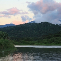 Las deszczowy porastający wzgórza nad oceanem.